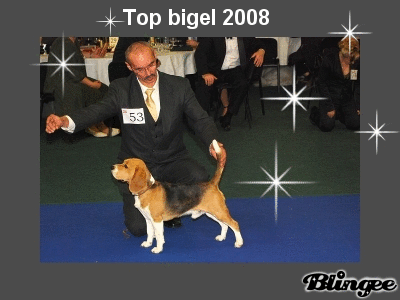 top_bigel2008.gif, 61kB